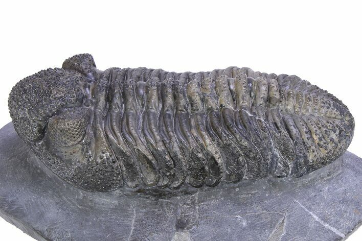Prone Phacopid (Drotops) Trilobite - Issoumour, Morocco #381138